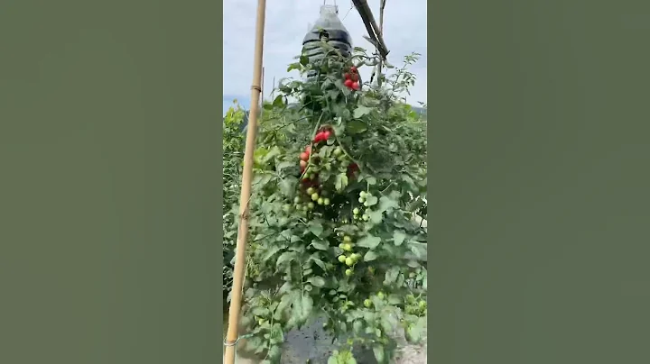 油桶種番茄  🍅 - 天天要聞