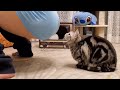 【音】猫に直接おなら嗅がせてみた