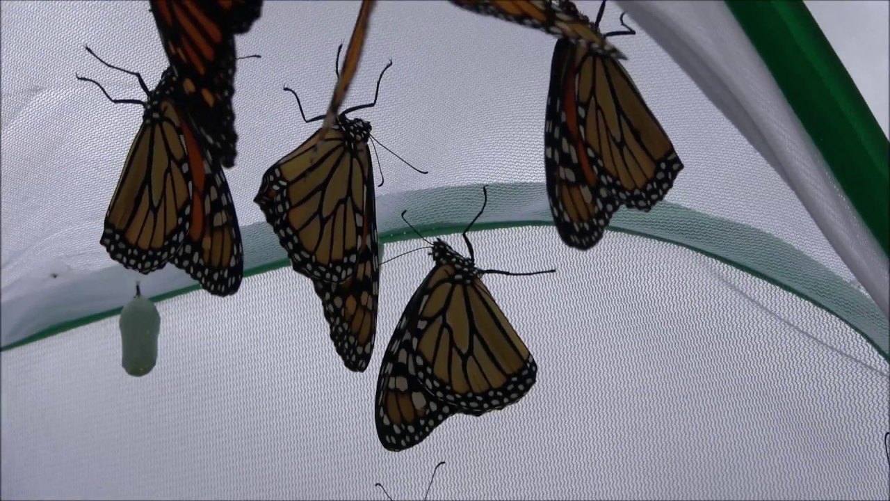 Release Of 12 Monarch Butterflies YouTube