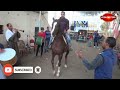 رقص الخيل على المزمار البلدى وجماله2022 
