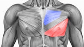 Easiest Way To Bring Up Your Chest - Lower Pecs