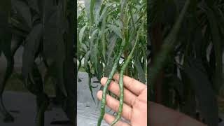 Cabe Kopay 🌶️ #shorts #cabai