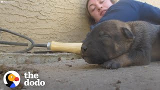 Mama Dog Shows Rescuers Where Her Babies Are Hiding | The Dodo