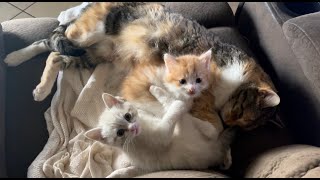 Mama Cat Falls To Sleep by CUTE  FUNNY ADORABLE ANIMALS 31 views 2 years ago 3 minutes, 2 seconds