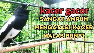 suara burung KACER gacor variasi mewah ini sangat AMPUH mengatasi BURUNG kacer yang malas bunyi screenshot 4