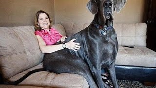 Самая большая собака в мире. Дог по кличке Джордж самый большой пёс в мире. Самая большая собака в мире. Дог по кличке Джордж самый большой пёс в мире.