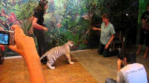 Dr. Jennifer Conrad feeding a white tiger cub at E...