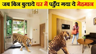 जब बिन बुलाये घर में पहुँच गया ये मेहमान | Wild Animals Invading People Homes