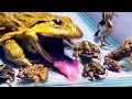 Asian Bullfrog Tries To Eat A Lot Of Frogs! Warning Live Feeding