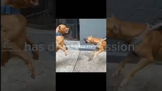 This Is What Apbt Gameness Isnt