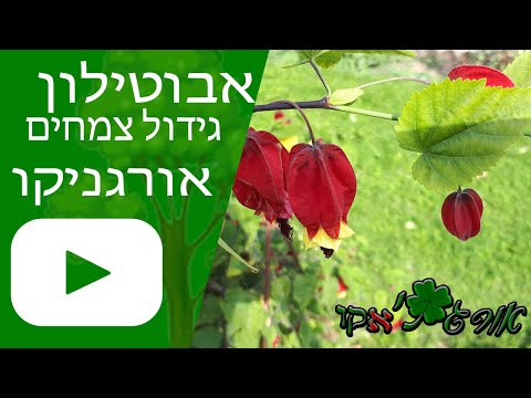 וִידֵאוֹ: אבוטילון (60 תמונות): טיפול ב