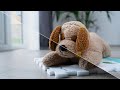 SPEEDLIGHT vs NATURAL LIGHT