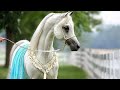 5 Most Expensive Horses in the world | 5 Most Expensive Horses of All Time | Worlds most expensive