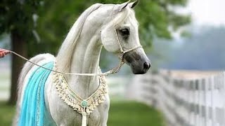 5 Most Expensive Horses in the world | 5 Most Expensive Horses of All Time | Worlds most expensive