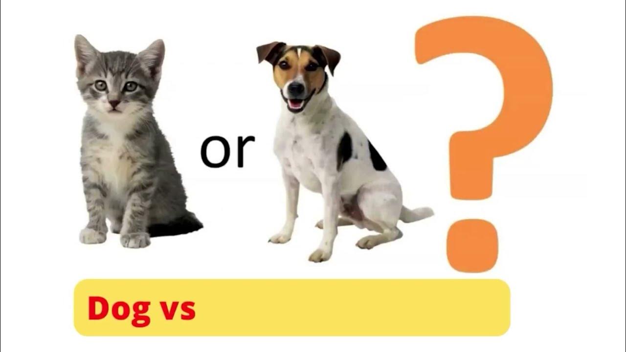 Dog vs cat classification using python , CNN & keras | python - YouTube