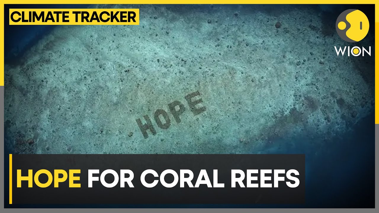 Coral reef area larger than was known | WION Climate Tracker | Latest News