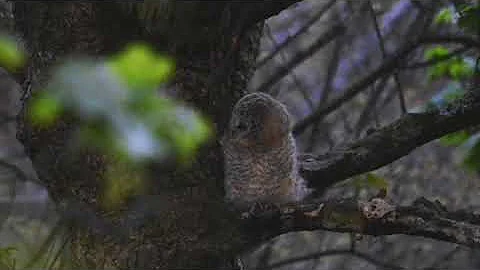 Tawny Fledgling