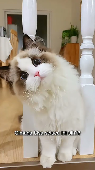 'Tatapan Miring Kucing Ini Bikin Jatuh Cinta! 😻❤️'