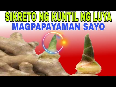 Video: Paano Mag-atsara Ng Luya Sa Bahay Nang Tama At Masarap