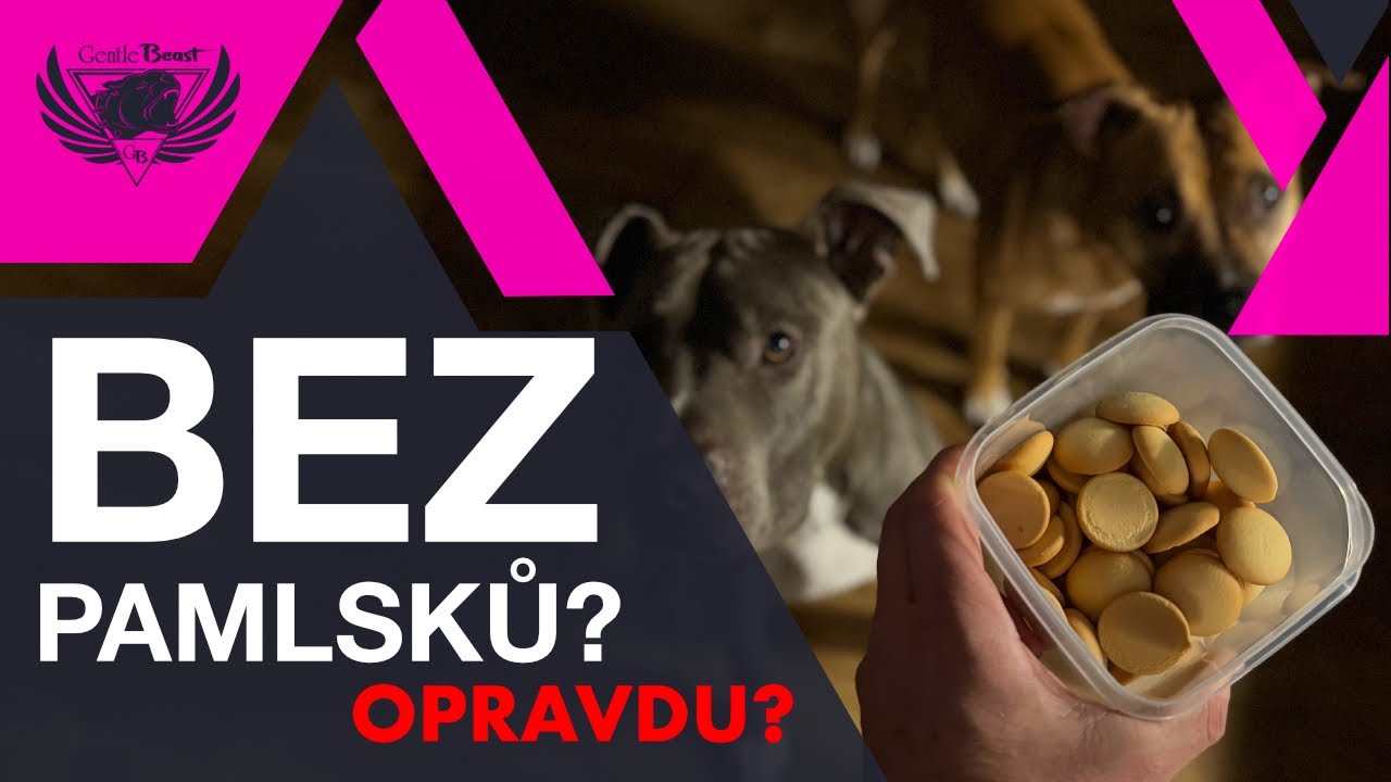 Pes musí fungovat i bez pamlsků? Tady vzniká největší nepochopení ve výcviku psa!