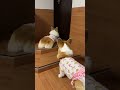 2025.10.18　芹ママが戻ってくるのを待ってるコーギー陽菜芹姉妹（Hina&Seri）