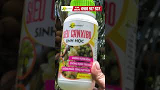 CHỐNG NỨT TRÁI DỪA phun thuốc gì