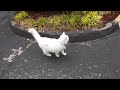 Muffin Goes Outside