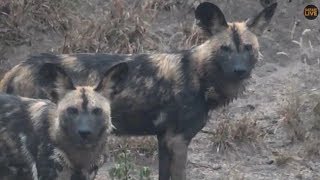 Pt 1 Safari Live&#39;s Sunset Safari Drive at 4:00 PM on March 22, 2018 ( Avocas &amp; Wild Dogs )