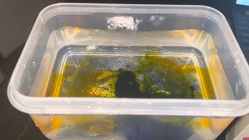 Lab 8: Convection Currents