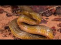 15 Most Venomous Snakes in the World!