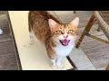 Cute hungry cat living on the street meows loudly for food