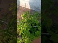 "Wifi Controlled Plant Watering System"