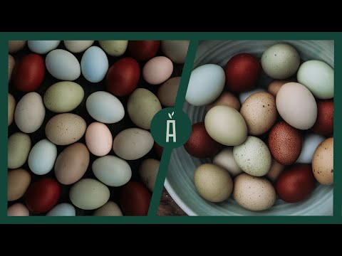 Video: Een Kip Die Groene Eieren Legde, Verscheen In De Regio Kaliningrad - Alternatieve Mening