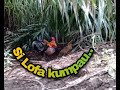 Ayam Hutan Pikat Betina 160