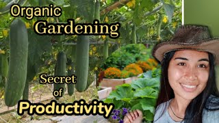 HOW TO MAKE IMO (Indigenous Microorganisms) ORGANIC FERTILIZER/ AGRICULTURE PRODUCTIVITY