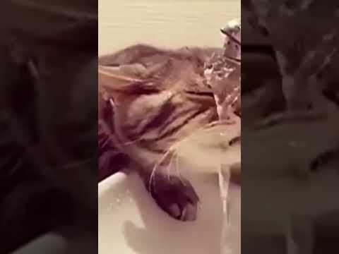 2 in 1 washed and got drunk. 2 в 1 умылся и напился. 👀🐱😁😍🥰🔥💦 #nature #wildlife #wow #funny #приколы