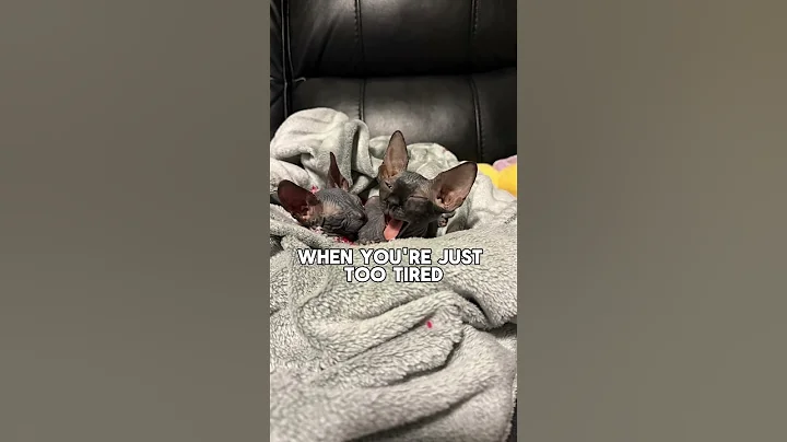 Watch the video about 🐕Word of the day🐾🐈‍⬛ #cat #kitten #sphynx #catshorts #pets #petlover #animals #cute #dog #petshorts