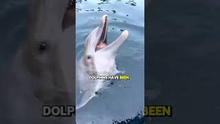 Cute But Dangerous: Dolphins Explained 🐬