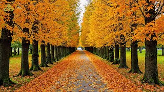 : Beautiful Relaxing Music  Stop Overthinking, Stress Relief Music With Autumn Leaves