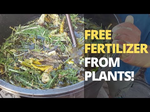 Video: Comfrey Herb Plant - Pelajari Tentang Berbagai Penggunaan Comfrey Di Kebun