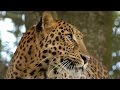 Cheetaro Leopard Moves To Leopard Island