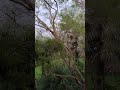 FOGGY HILL AFTER THE STORM, MY WILD BIRDS ARE RETURNING ALIVE!! QLD, 4127, AUSTRALIA.#birds