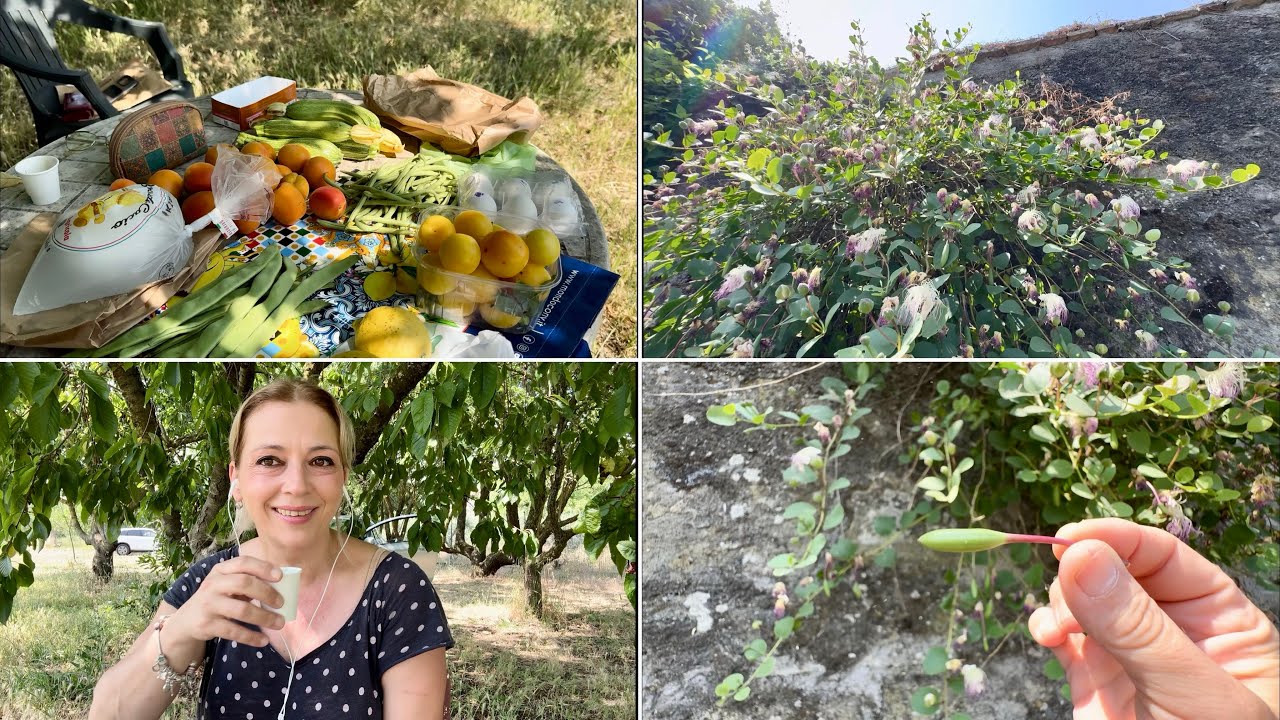 Кафе в зеленчуковата градина. Ще ви покажа каперсите