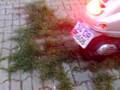 moto show tuzla 2
