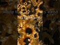 (requested) meanwhile sunflowers