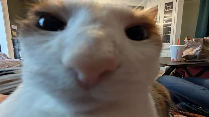 Cats that may not be very smort