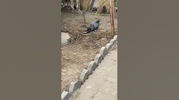 NGUYỄN VĂN DÚI   GẤU MÈO BẮC MỸ SIÊU ĐÁNG YÊU