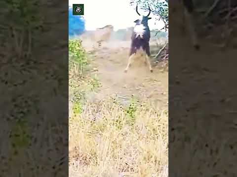 Cheetahs vs Animal