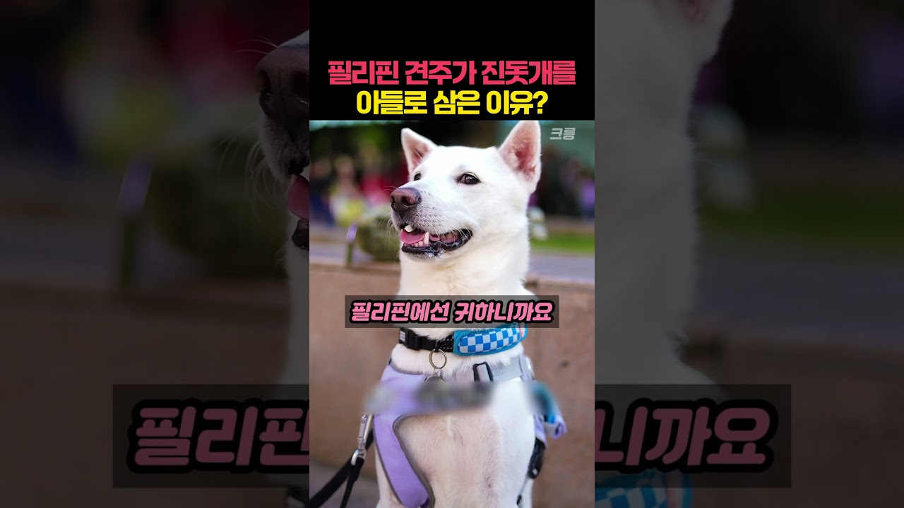 필리핀 견주가 진돗개를 아들로 삼은 이유?