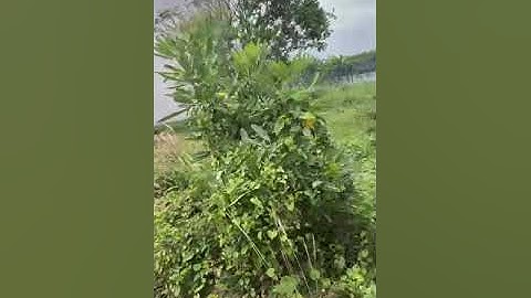 Cần bán đất xã Bình Mỹ, huyện Củ Chi. Diện tích 82,1m2. Sổ đỏ chính chủ